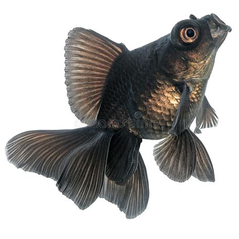 黑色 金魚